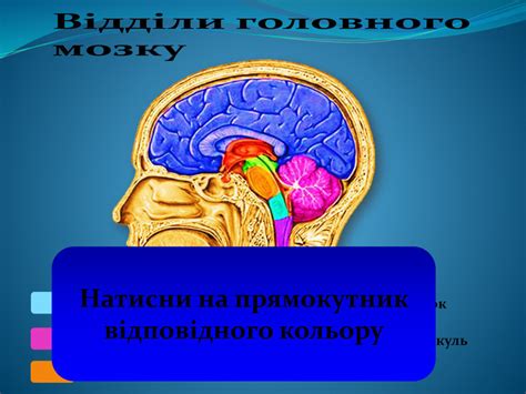 Презентація до відкритого уроку "Головний мозок"