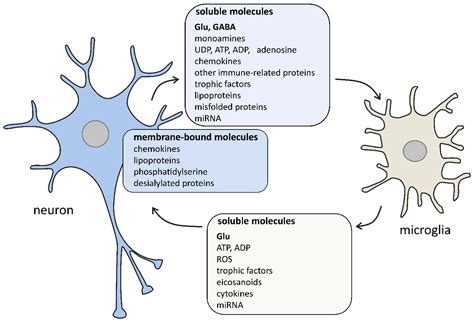 Mechanisms Of Microglia-mediated Synapse Turnover And, 43% OFF