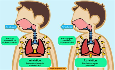 Science With Me Learn About Respiration