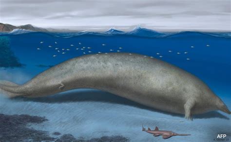 New Species Of Ancient Whale May Be Heaviest Animal Ever: Scientists - Tilloo