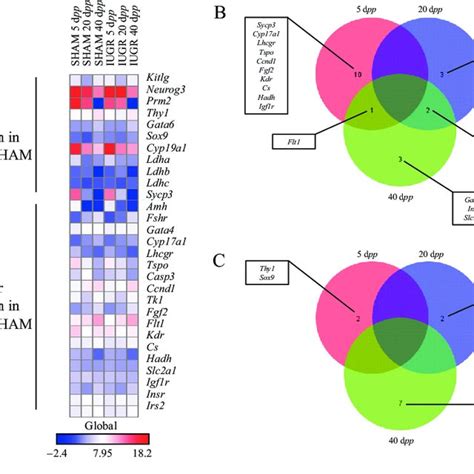 Taqman Low Density Array Analysis Of Gene Expression In Iugr And Sham