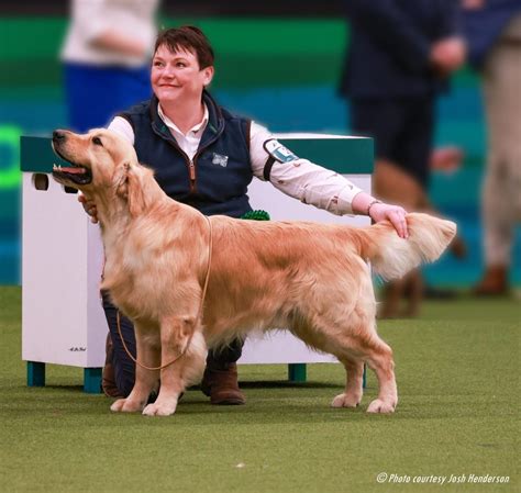 Crufts 2023 Gallery Weisford Golden Retrievers