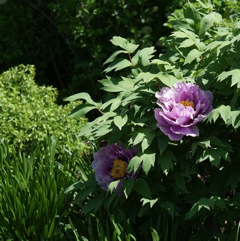 Visit My Garden: Japanese Tree Peonies at Olbrich