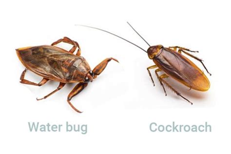 Water Bug - Identification, Size, Bite, Pictures and Facts