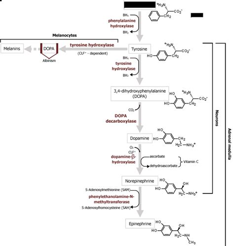 2 Neurotransmitters — Ach Glutamate Gaba And Glycine Medicine