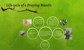 Life cycle of a Praying Mantis by Jake Lowe on Prezi