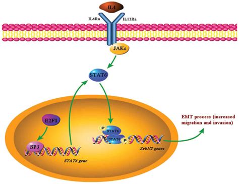 E2F1 SP3 STAT6 Axis Is Required For IL 4 Induced Epithelial Mesenchymal