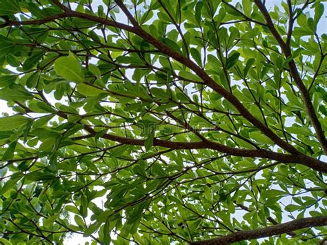 Green Leave Leaf Plants Tree Lush Stock Photo Image Of Jungle Tree