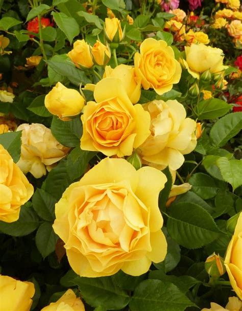 Rose Garden Fabulous Rose Varieties To Grow In Your Garden David