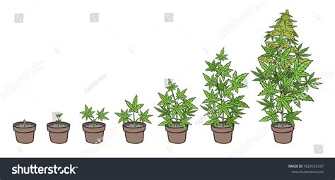 Weed Plants Stages