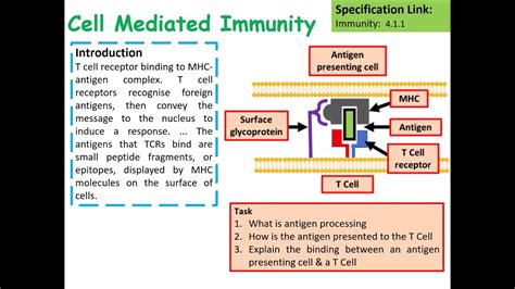 A Level Biology Cell Mediated Immunity Lesson Youtube