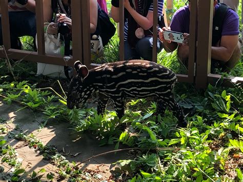 東武動物公園【公式】リュウくん On Twitter マレーバクの赤ちゃんお披露目式は、大盛況でした。ありがとうございました。 東武動物