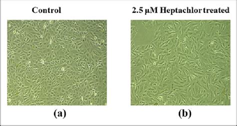 Effects of heptachlor on the morphology of HK-2 cells. Cellular ...