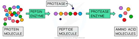 Function Of Digestive Enzymes Igcse Biology Revision Notes