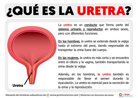 Qué es la Uretra Definición de Uretra