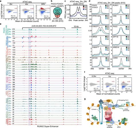 Pax3 Foxo1 Coordinates Enhancer Architecture Erna Transcription And