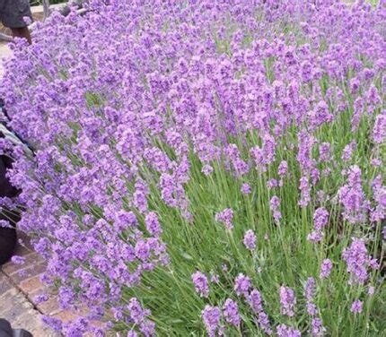 Jual Benih Bibit Bunga Lavender Mustead Haira Seed Benihkita