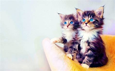 Cute Cat HD Wallpapers - Top Free Cute Cat HD Backgrounds - WallpaperAccess