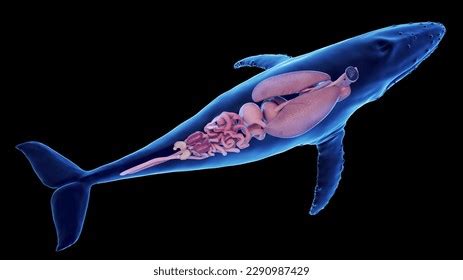 3d Rendered Illustration Humpback Whale Anatomy Stock Illustration 2290987429 | Shutterstock