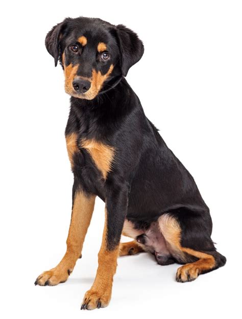 Rottweiler Mixes: 41 Best Rottie Crossbreeds (With Pictures)