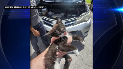 Police Officer Fostering Kitten He Rescued After Getting Stuck In Cars