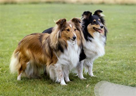 The 10 Most Trainable Dog Breeds