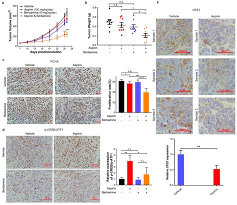 Combined Treatment With Aspirin And Berbamine Inhibits Hepg Xenograft