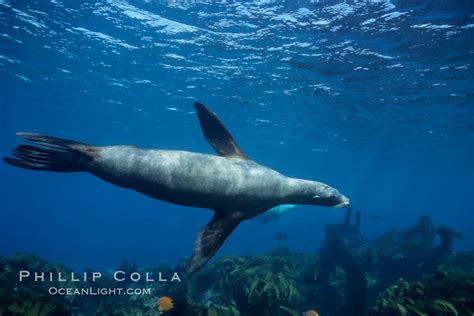 California Sea Lion Zalophus Californianus Santa Barbara Island