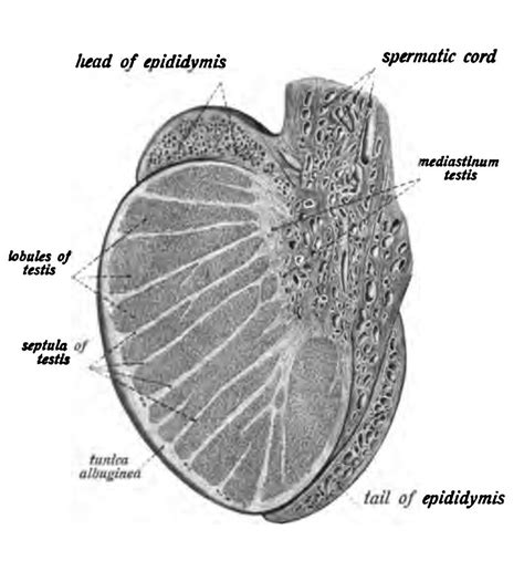 Sobotta 1906 Fig487 Testis And Epididymis Longitudinal Section