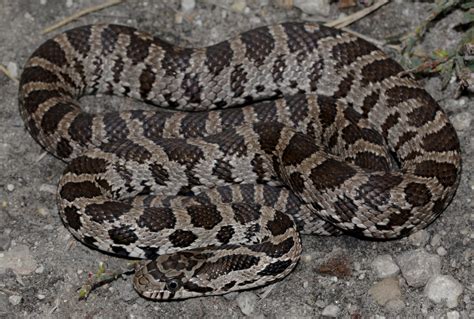 Western Fox Snake Pantherophis Vulpinus Southwest Iowa Cowyeow