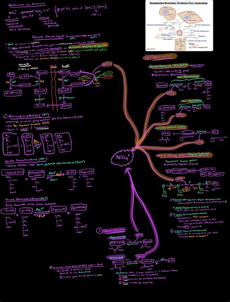 Ammonia Nitrogen Metabolism Alanine Urea Cycles Notability Gallery