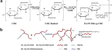 A Polymerization Process Of Pa Pn Pba G Cmc B Cross Linking Mechanism