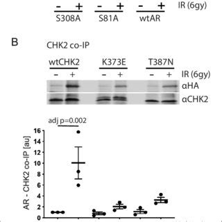 Ar Phosphorylation And Chk Kinase Activity Regulates Ar Chk