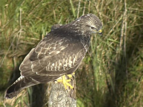 Dyfi Osprey Nest Cam Wales Buzzard Screenshot Flickr