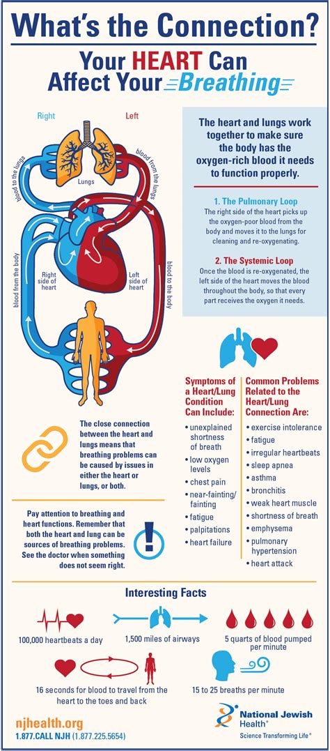 Differences Between Two Sides Of Heart Fasrmis