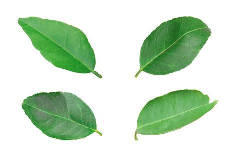 Premium Photo Set Of Lemon Leaf Isolated On White Background