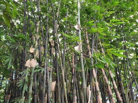 Why Growing Bamboo Is A Lucrative Venture Philippine Morning Post