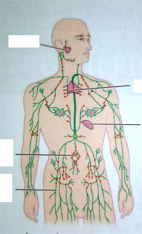 Lymphatic System Diagram Quizlet