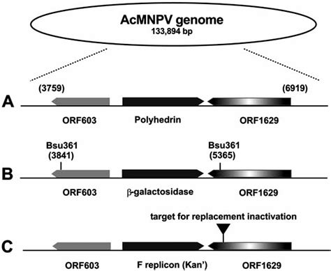 Comparative Maps Of The Acmnpv Polyhedrin Locus A The Polyhedrin Download Scientific Diagram