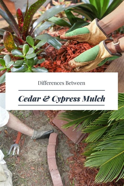 Differences Between Cedar VS Cypress Mulch - A Green Hand