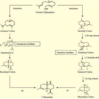 Proposed pathway for the formation of γ muurolene from germacrene D