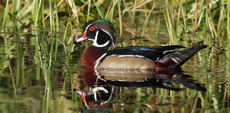 Friends Of Seney National Wildlife Refuge