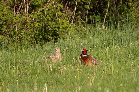 Jagdfasan Jagdfasan Phasianus Colchicus C Michael Witt