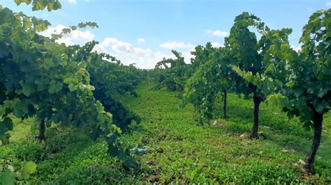 Viticultura Regenerativa Bodegas Mariscal