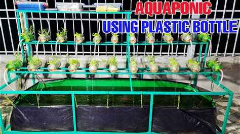 How To Make A Aquaponic System At Home Using Plastic Bottle Youtube