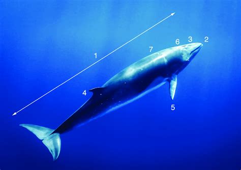 Antarctic Minke Whale Balaenoptera Bonaerensis Sighted In Waters