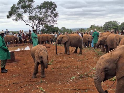 Nairobi National Park Elephant Orphanage Giraffe Center Tour