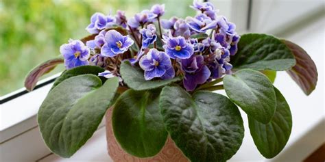 Guide to African Violet Fertilizer: The Best Plant Food