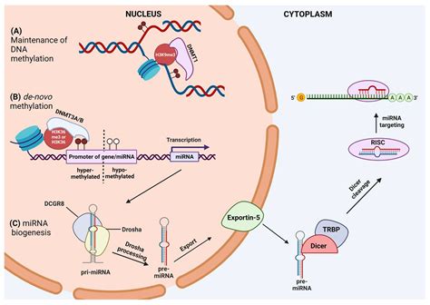 Genes Free Full Text Crosstalk Between MiRNAs And DNA Methylation