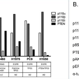 Expression Of Class IA PI3K P110 Isoforms And PTEN Among NSCLC Cell